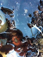 Anthopleura artemisia