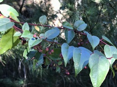 Gaultheria leucocarpa