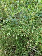 Pimelea altior