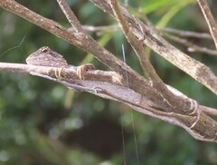 Amphibolurinae