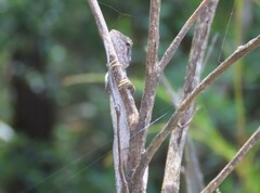 Amphibolurinae