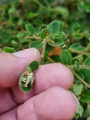 Pimelea altior