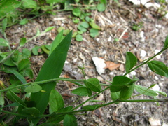 Evolvulus alsinoides