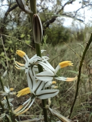 Chlorophytum transvaalense