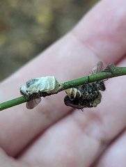 Entomophthora