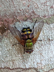 Rutilia