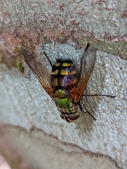Rutilia