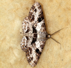 Cleora repetita