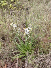 Chlorophytum transvaalense