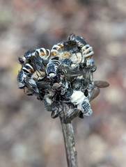 Entomophthora