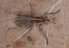 Charagmus gressorius