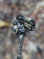 Entomophthora