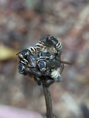 Entomophthora