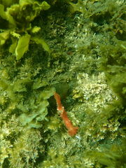 Plocamopherus imperialis