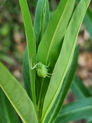 Sidymella rubrosignata
