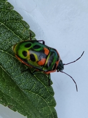 Scutiphora pedicellata