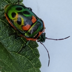 Scutiphora pedicellata