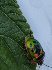 Scutiphora pedicellata