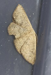 Cyclophora obstataria