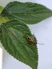 Scutiphora pedicellata
