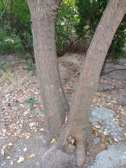 Phellodendron amurense