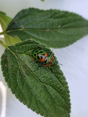 Scutiphora pedicellata