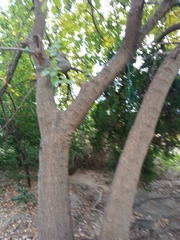 Phellodendron amurense