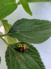 Scutiphora pedicellata