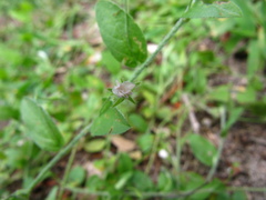 Evolvulus alsinoides