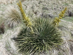 Aciphylla colensoi
