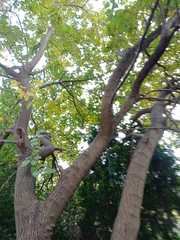 Phellodendron amurense