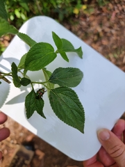 Scutiphora pedicellata