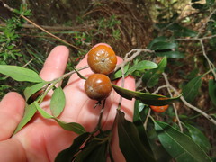 Petalostigma triloculare