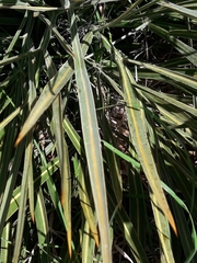 Aciphylla colensoi