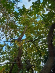 Phellodendron amurense