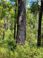 Corymbia gummifera