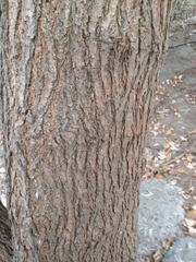 Phellodendron amurense