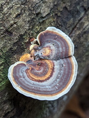 Microporus affinis
