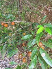 Petalostigma triloculare