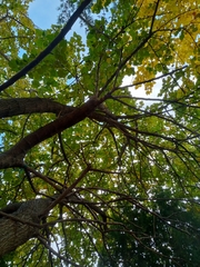 Phellodendron amurense