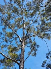 Corymbia gummifera