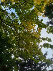 Phellodendron amurense