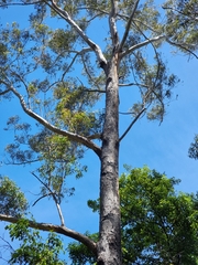 Corymbia gummifera