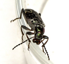Lepturidea viridis