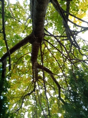 Phellodendron amurense