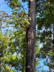 Corymbia gummifera
