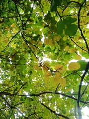 Phellodendron amurense