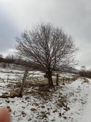 Crataegus chlorosarca