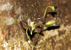 Dendrobium johannis
