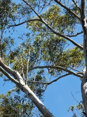 Corymbia gummifera